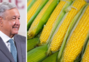 Gobierno de México propone análisis del maíz transgénico para conocer impacto en la salud