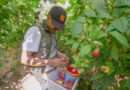 Gobierno y productores de berries avanzan en certificación laboral agroexportadora