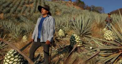 Auge del mezcal como industria millonaria devasta ambiente de Oaxaca