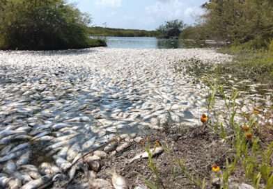 El nuevo golpe ambiental en Veracruz que nadie detuvo a tiempo