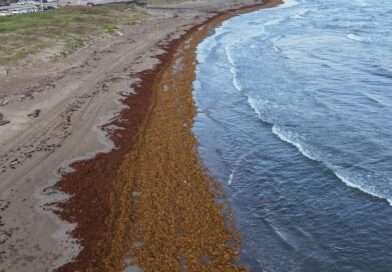 El reto del sargazo en Veracruz