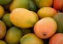 Sader: exportaciones de mango a EU superarán las 350 mil toneladas