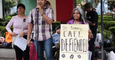 Plaga Roya afecta más del 40 por ciento del cultivo de café en Veracruz