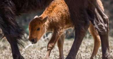 Nacen 3 crías de bisonte americano en Reserva El Santuario, en Coahuila