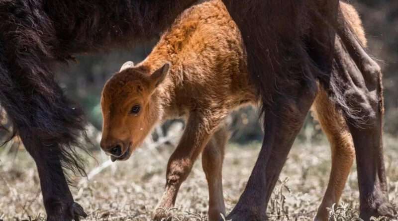 Nacen 3 crías de bisonte americano en Reserva El Santuario, en Coahuila
