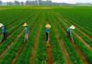 China comprará al menos 17 mil mdd en productos agrícolas de EU anualmente: Casa Blanca