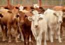México busca contrarrestar impacto del gusano barrenador con más exportaciones de carne a EU