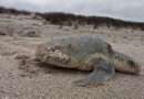 Playas de Tamaulipas concentraron casi dos mil arribos de tortuga lora para desove