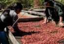 Importación de café desplaza a productores