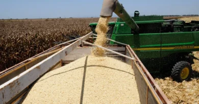 Importación de granos en los primeros meses crece 6.4% interanual