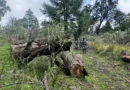 Semarnat alerta que tala ilegal agrava los desafíos de la política forestal en México