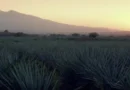 Industria del tequila integra más de 166 actividades económicas en México