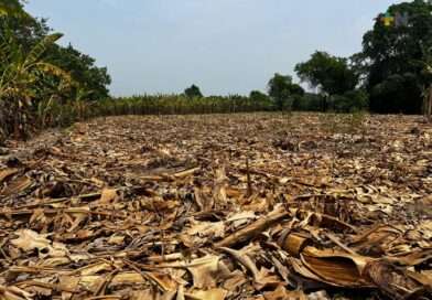 Sequía se extiende en Veracruz; aumentan a 33 los municipios anormalmente secos